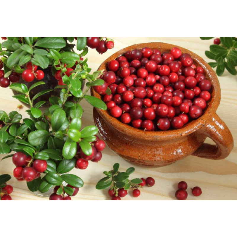 Bilberry Extract Fruit Bilberry Powder Food Supplement Bilberry Fruit Powder