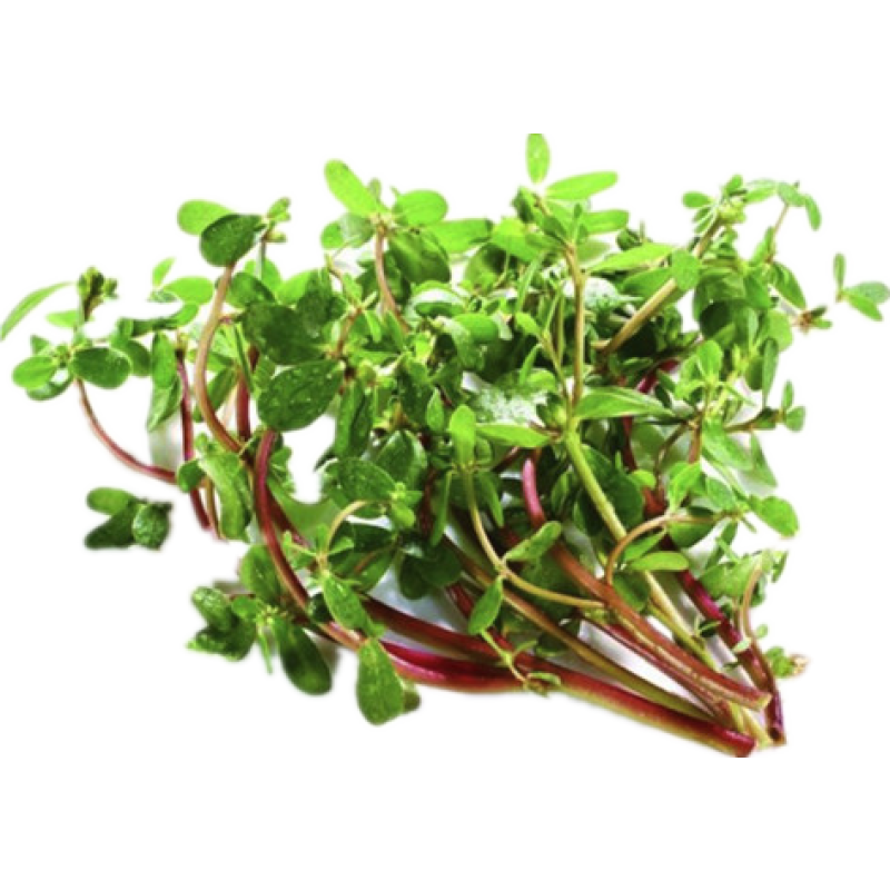 Bacopa Extract 10%- 50% Bacosides False Purslane Extract Wholesales Bacopa Monnieri Extract Powder