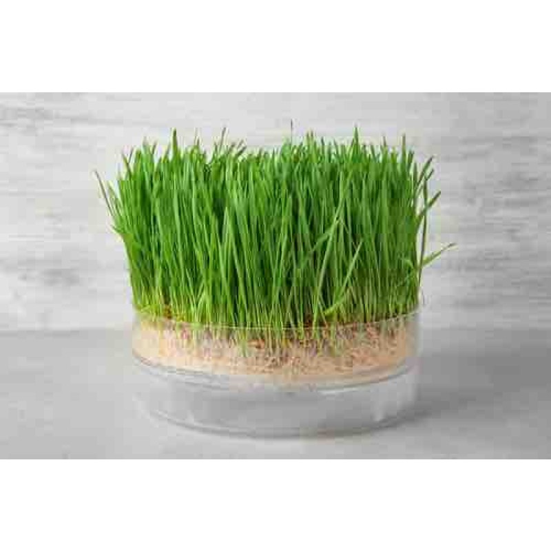 Factory Supply Wholesale Organic Certificated Wheatgrass Powder Organic Wheat Grass Juice Powder