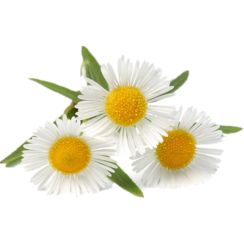 Chamomile Powder Bulk Flavonoid Powder Whole Natural Chamomile Extract Powder Total Flavonoids