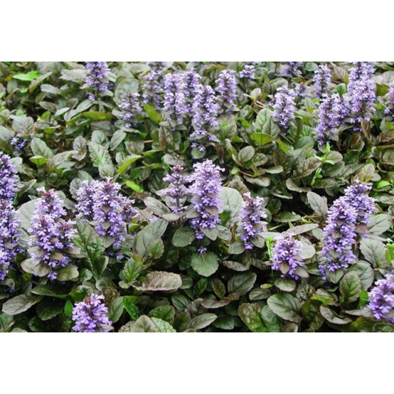 Good Quality Honghao Whole Buy Ajuga Turkestanica Extract Turkesterone 20%
