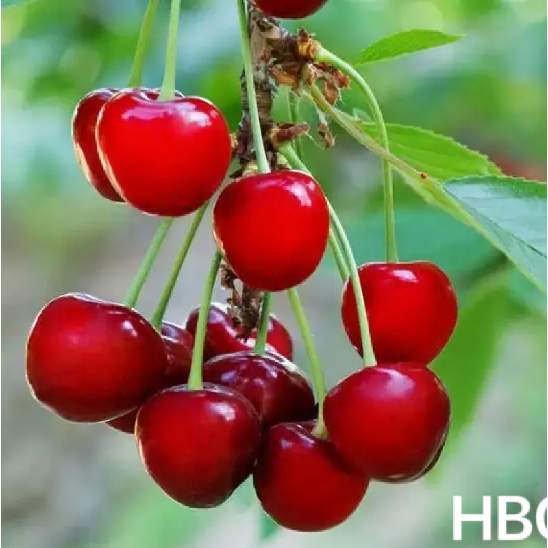 Improving Fruit Setting Rate Fluid Boron