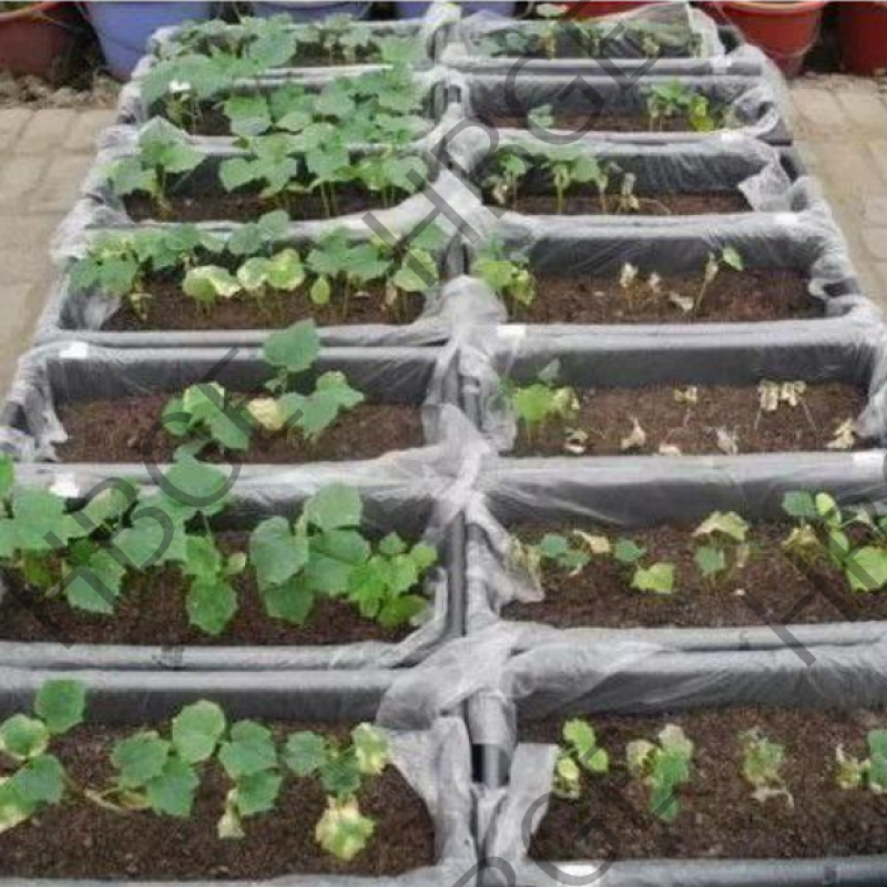 Vesicular Arbuscular Mycorrhizal Fungi Endo Glomus Powder Rhizophagus Irregularis Probiotics