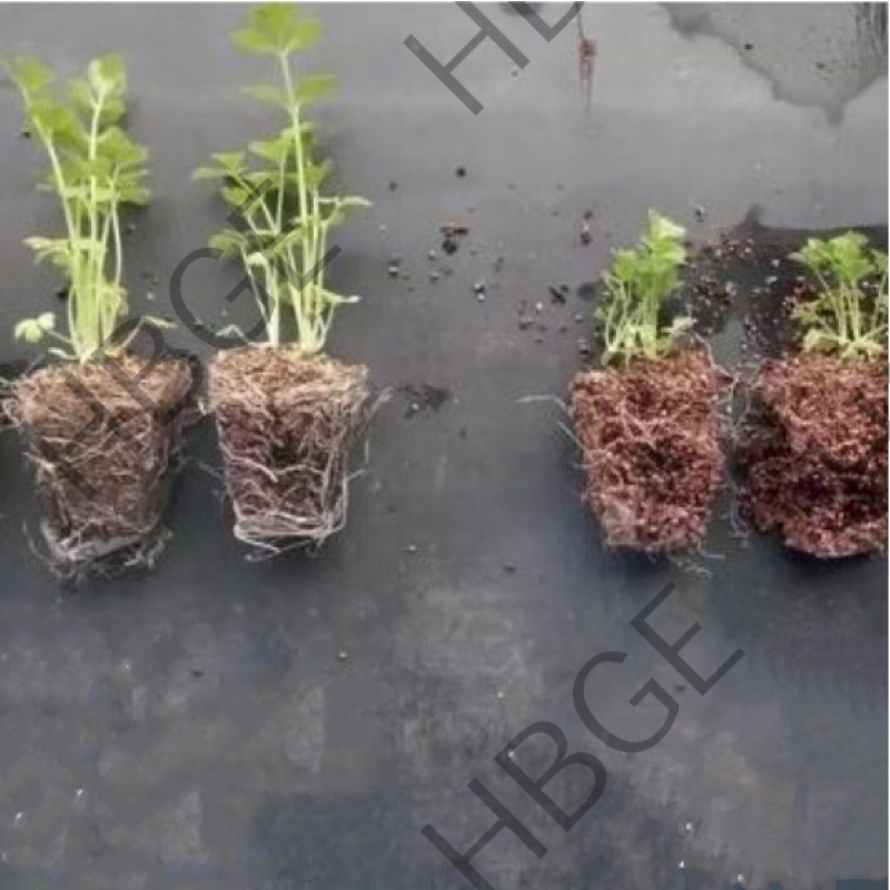 Bacillus Licheniformis Rooting to Promote Plant Growth Microbial Inoculants