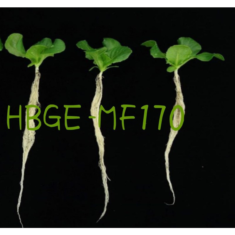 Vesicular Arbuscular Mycorrhizal Fungi Endo Glomus Powder Rhizophagus Irregularis Probiotics