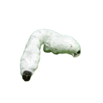 Biological Insecticide - Beauveria Bassiana