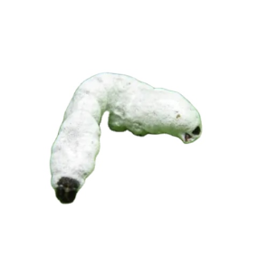 Biological Insecticide - Beauveria Bassiana