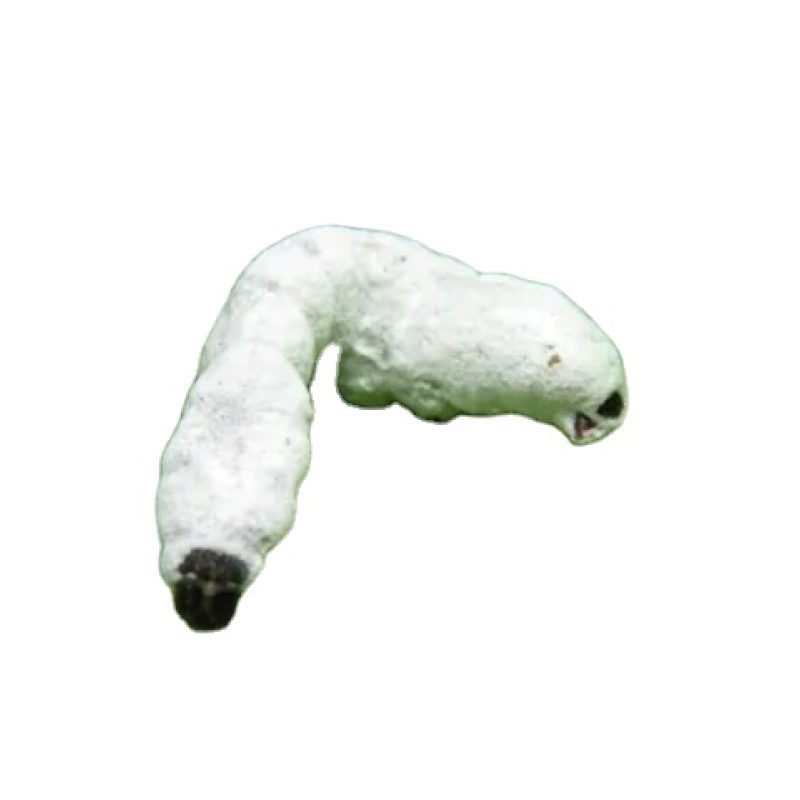 Biological Insecticide - Beauveria Bassiana