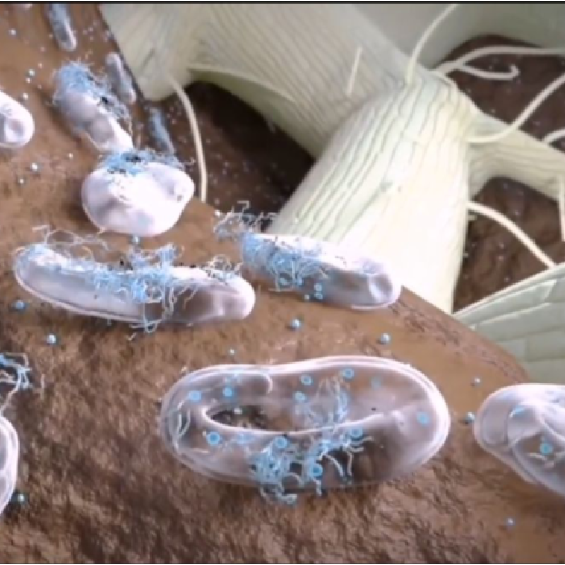 Paecilomyces Lilacinus Targeted  Root Knot Nematodes Fungi Treatment