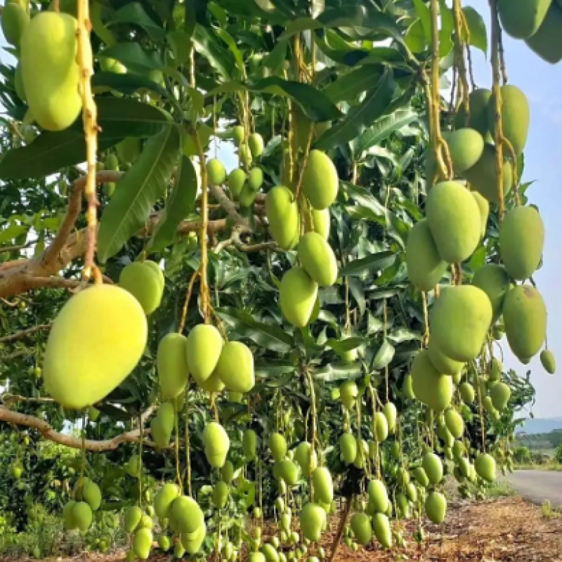 Bacillus Megaterium Phosphorus Melting Bacteria Organic Fertilizer