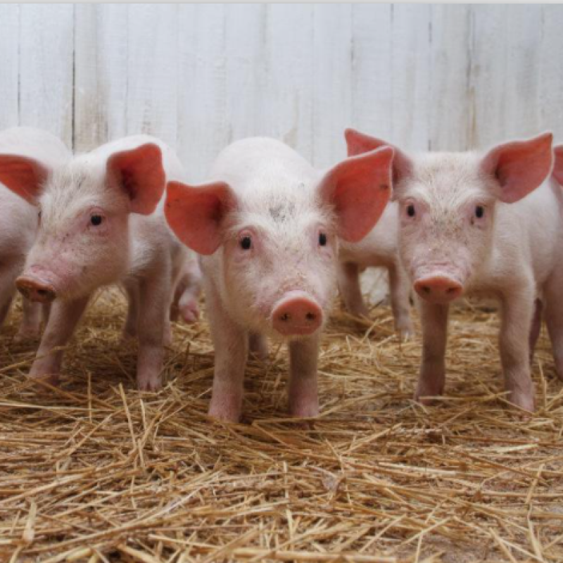 Saccharomyces Cerevisiae Feed Additive Aquaculture