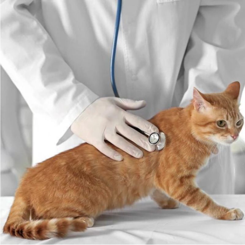 Clostridium Butyrate Intestinal Guard