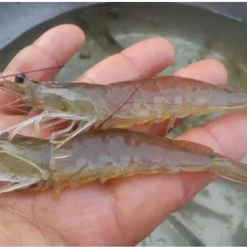 Bacillus Licheniformis Rooting to Promote Plant Growth Microbial Inoculants