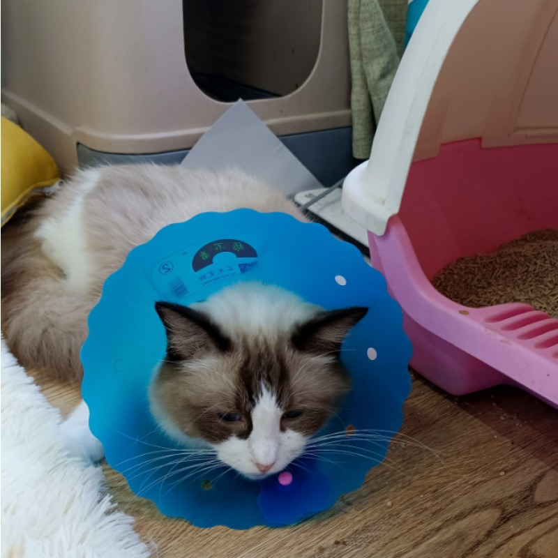 Enterococcus Faecalis Lactic Acid Bacteria