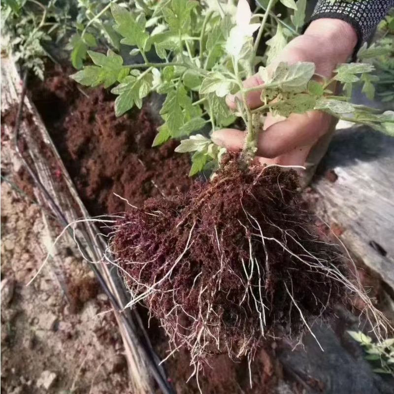 Soil Conditioner Polyglutamic Acid Bio Organic Fertilizer Soil Water Retaining Agent