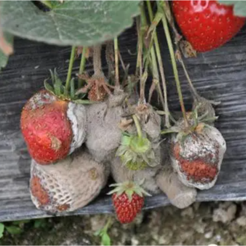 Bacillus Amyloliquefaciens  Biological Fertilizer