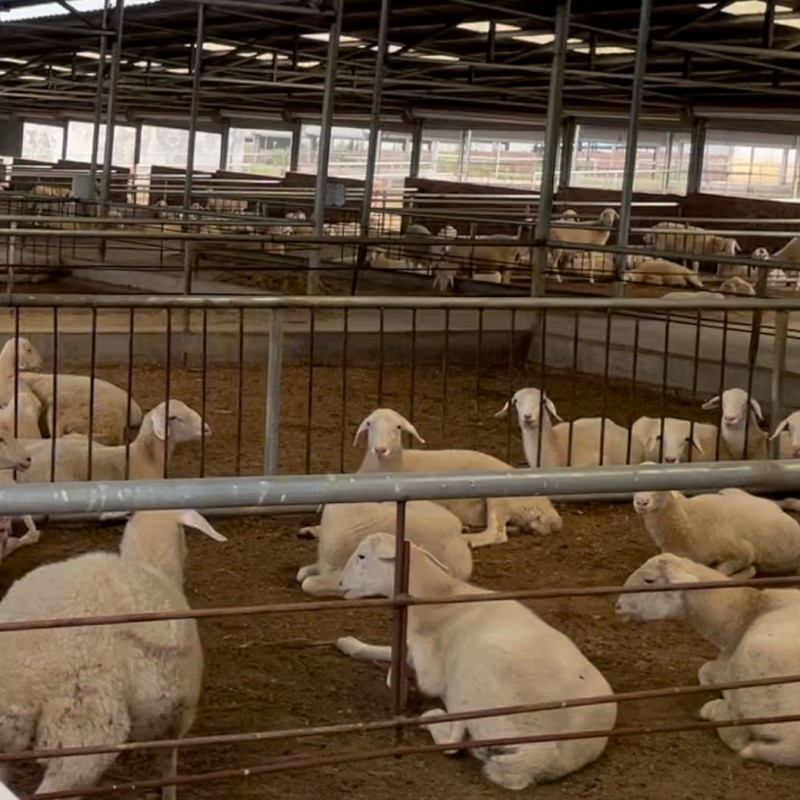 Saccharomyces Cerevisiae Feed Additive Aquaculture