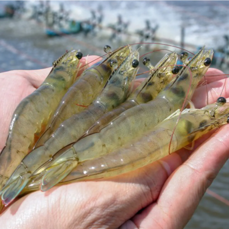 Saccharomyces Cerevisiae Feed Additive Aquaculture