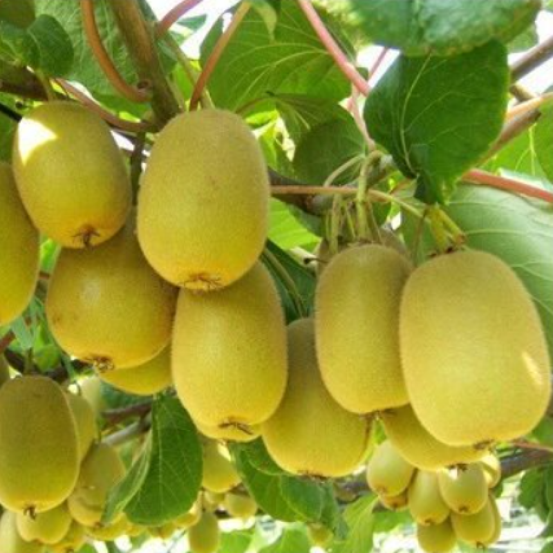 Seaweed Fish Protein Flush Fertilization to Increase Sweetness, Color and Expand Fruit