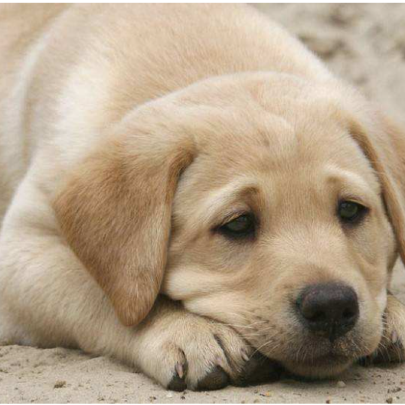 Saccharomyces Boulardii   Pet Feed Additives Anti-diarrheal  Yeast