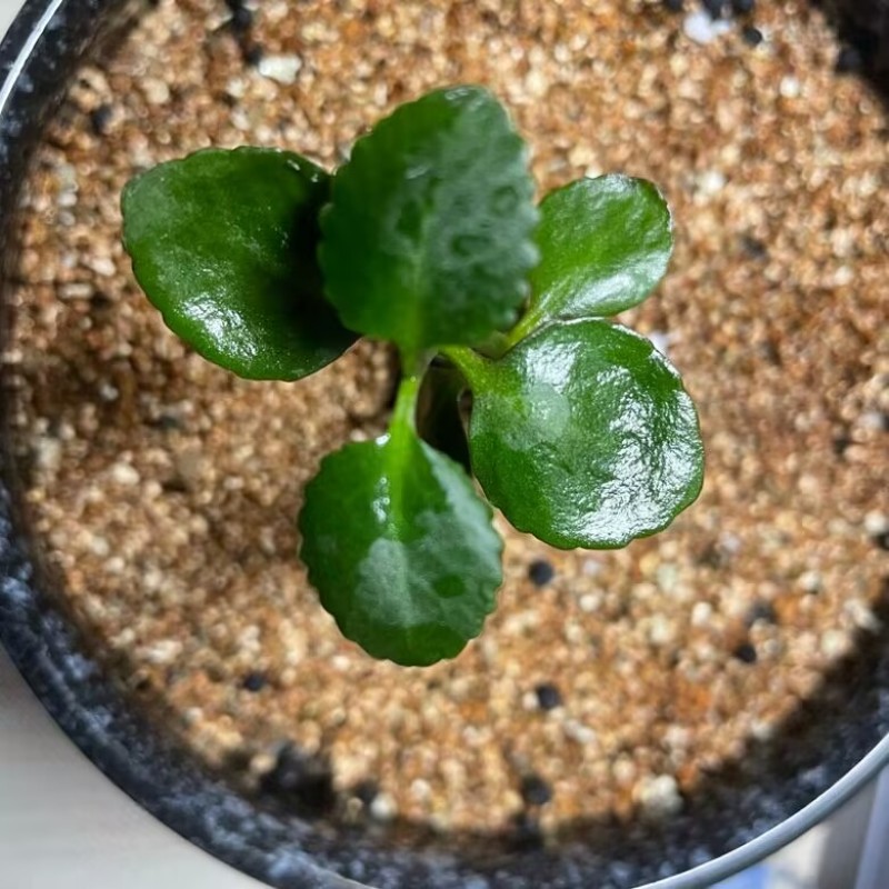 Liquid Urea Liquid Nitrogen Fertilizer NPK 422-0-0 Leaf Fertilizer