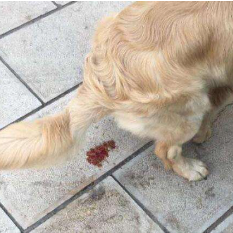 Saccharomyces Boulardii   Pet Feed Additives Anti-diarrheal  Yeast