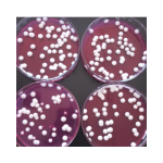 Single bacteria series