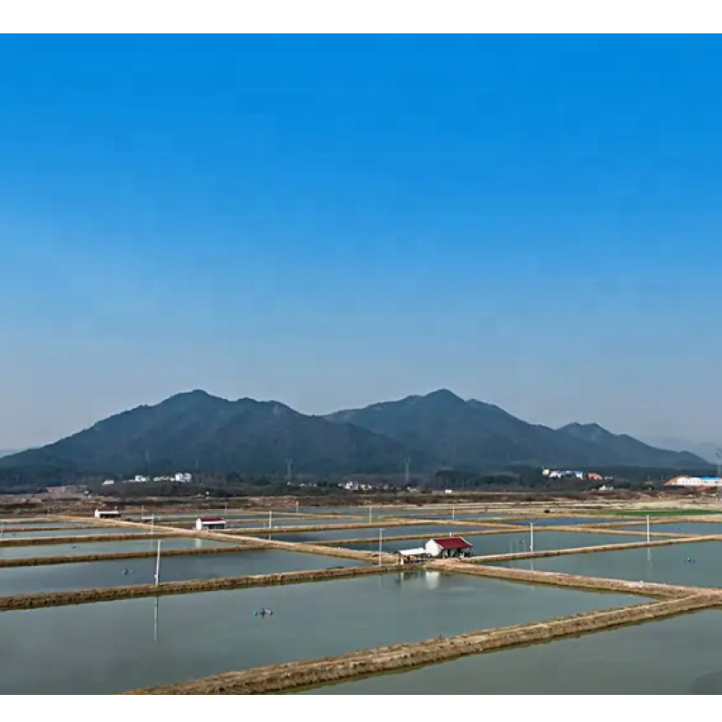 Bacillus Licheniformis Rooting to Promote Plant Growth Microbial Inoculants