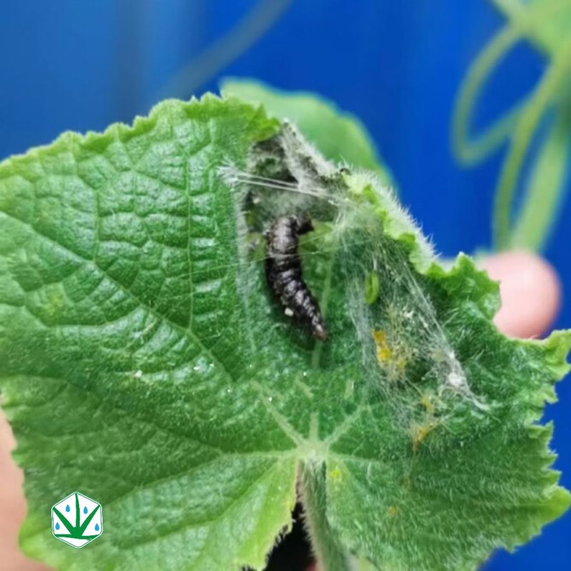 Biological Insecticide - Beauveria Bassiana