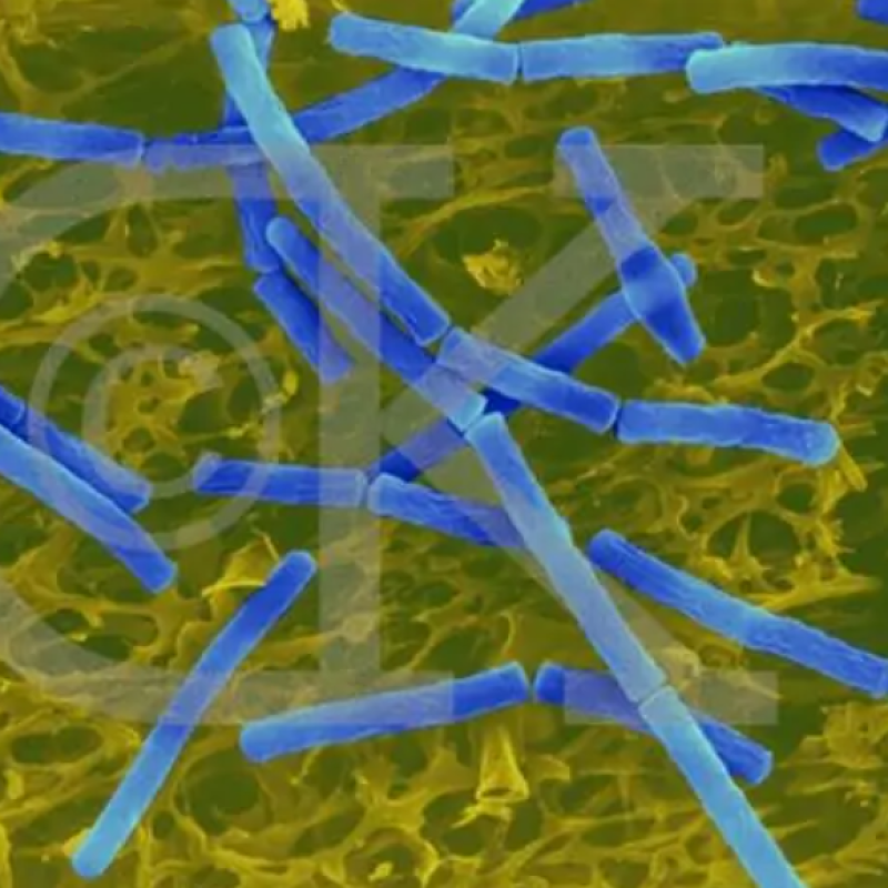 Bacillus Megaterium Phosphorus Melting Bacteria Organic Fertilizer