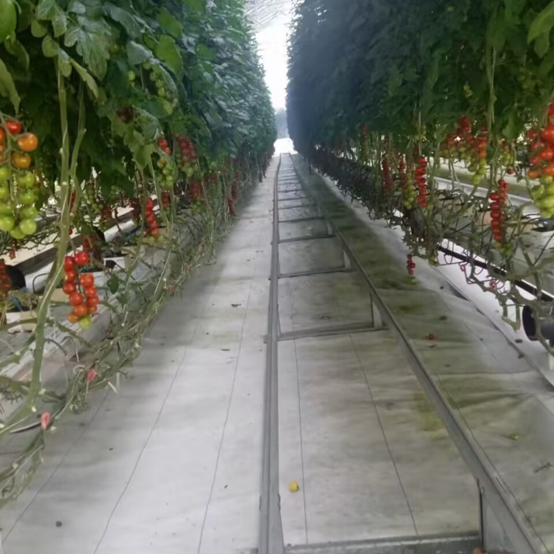 Nitrogen-fixing Bacteria Azotobacter Brown Biological  Fertilizer