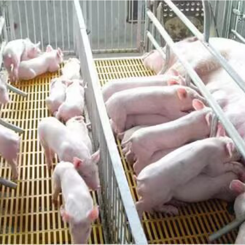 OXONE  Agent for Water Treatment in Swimming Vibrio Control