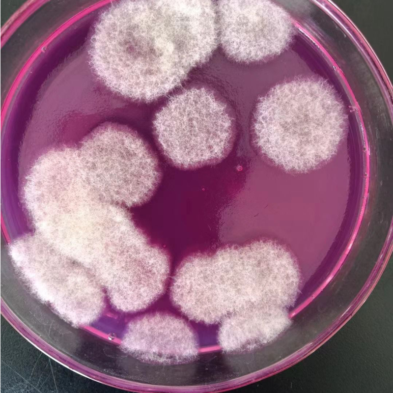 Trichoderma Harzianum Agricultural Grade Fungal Sterilization