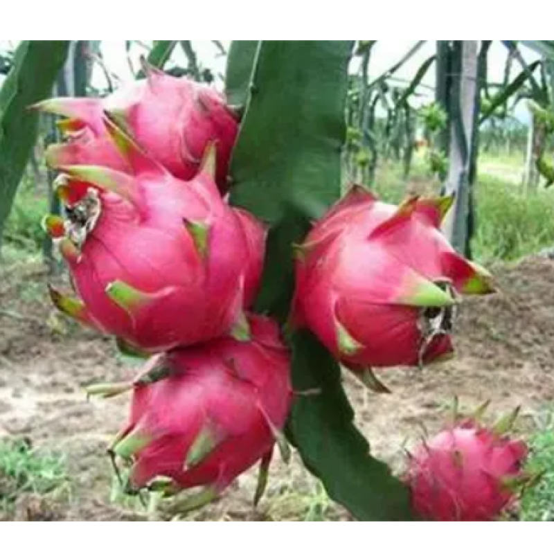 13-10-20 NPK  High Tower Full Balance Compound Powder Granular Fertilizer. Water Soluble