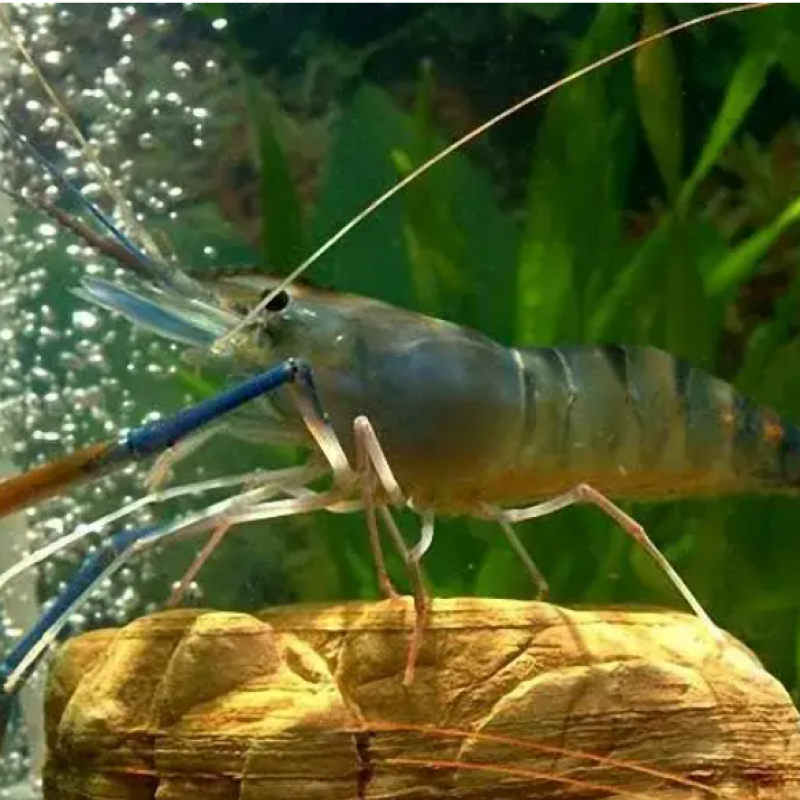 Bacillus Subtilis  Probiotics for Shrimp Reduce AO Nitrite-quick Cleaner in Aquaculture