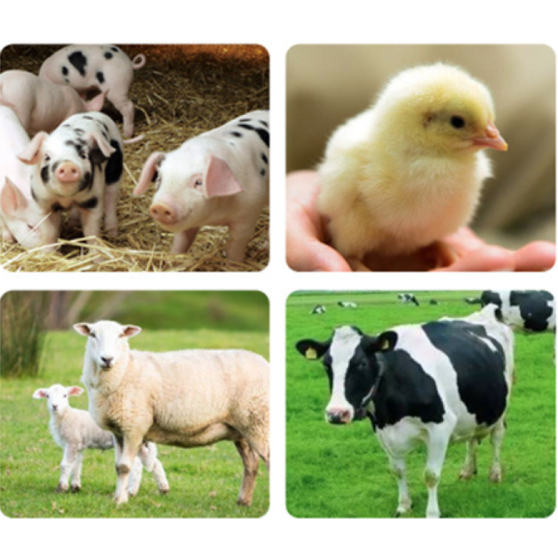 Bacillus Licheniformis Rooting to Promote Plant Growth Microbial Inoculants