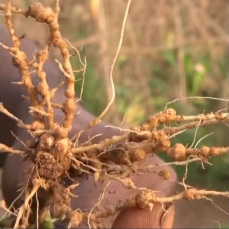 Paecilomyces Lilacinus Targeted  Root Knot Nematodes Fungi Treatment