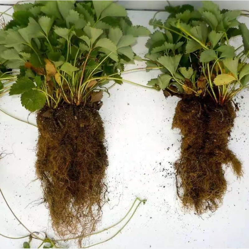 Vesicular Arbuscular Mycorrhizal Fungi Endo Glomus Powder Rhizophagus Irregularis Probiotics