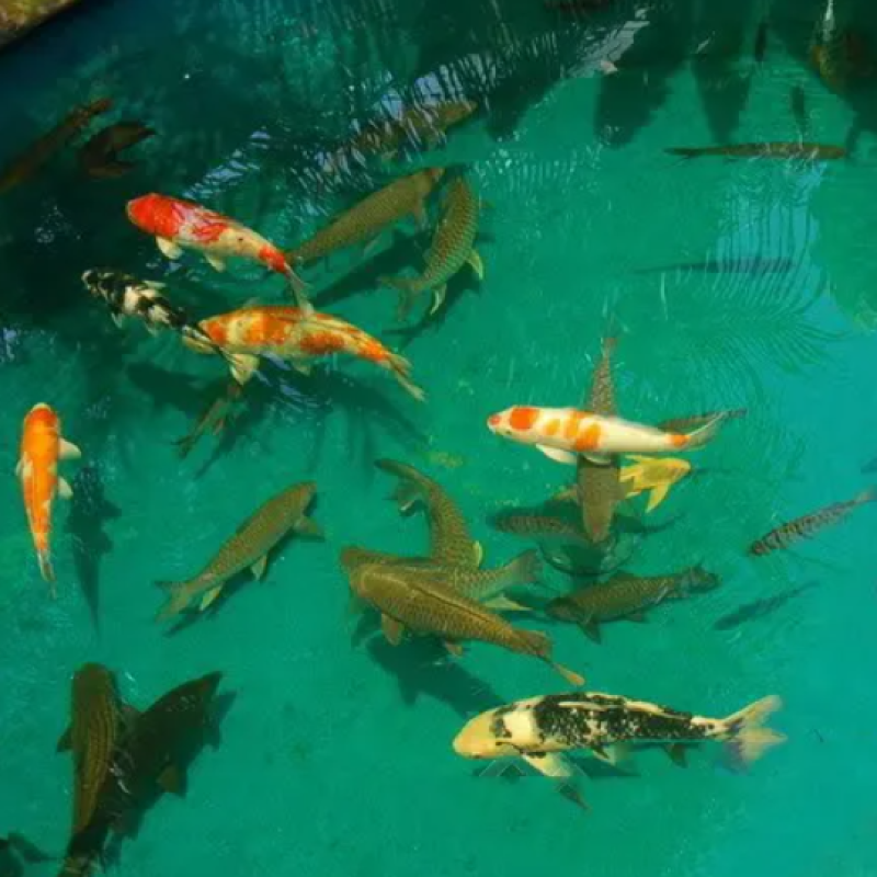 Microbial Agent for Purification of Water Quality and Aquatic Products