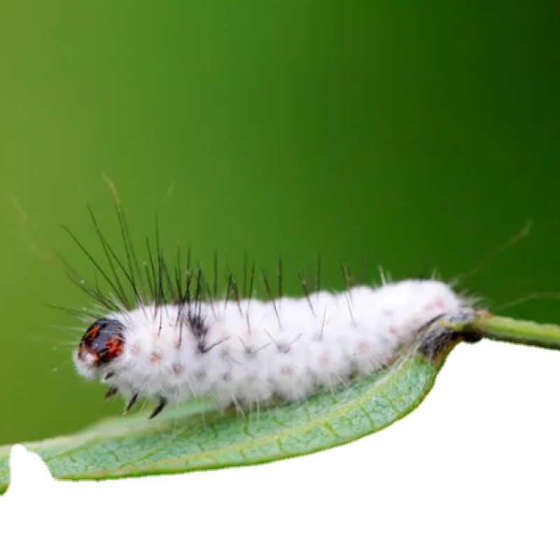 Biological Insecticide - Beauveria Bassiana