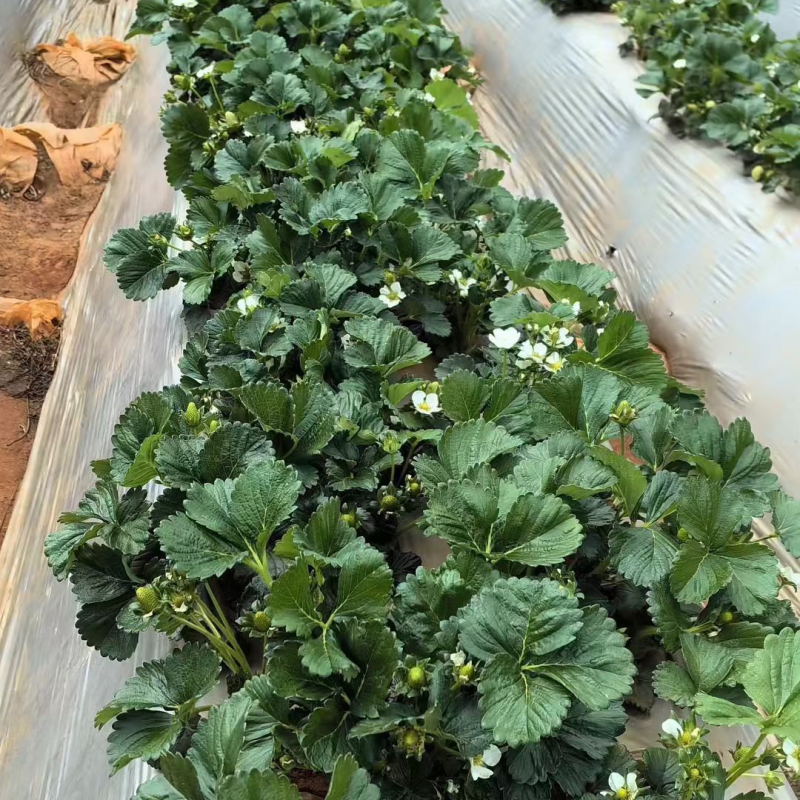 Seaweed Fish Protein Flush Fertilization to Increase Sweetness, Color and Expand Fruit