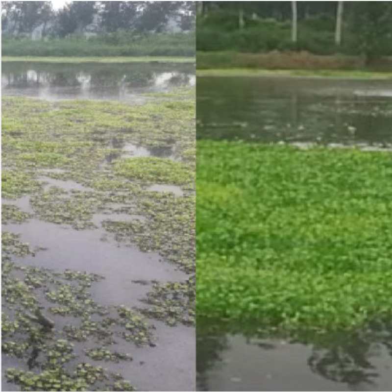 Bacillus Subtilis  Probiotics for Shrimp Reduce AO Nitrite-quick Cleaner in Aquaculture