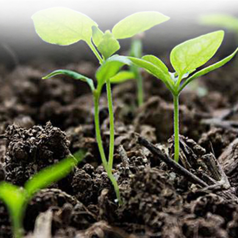 Compost Starter Bacteria Compost Fermentation Agent Animal Poultry Manure Fermentation