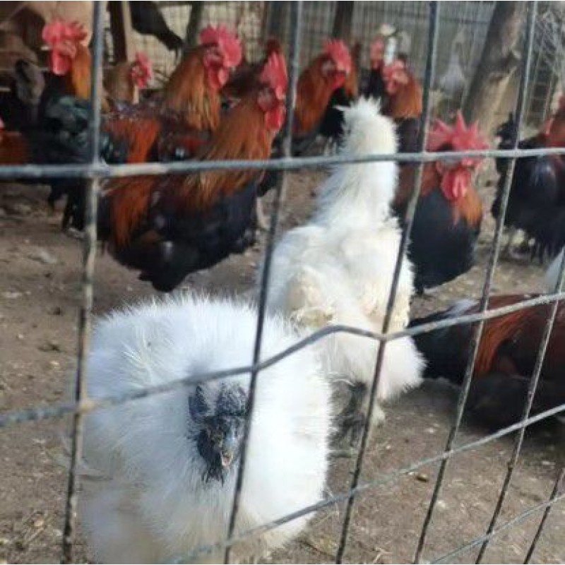 Chicken Feed  Poultry  Improve Egg Production Extend Egg Laying Period