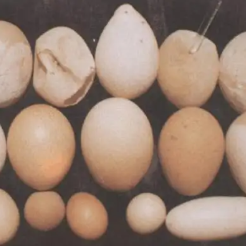 Functional Fermented Feed for Poultry 4% Add Prolong Egg Laying Period