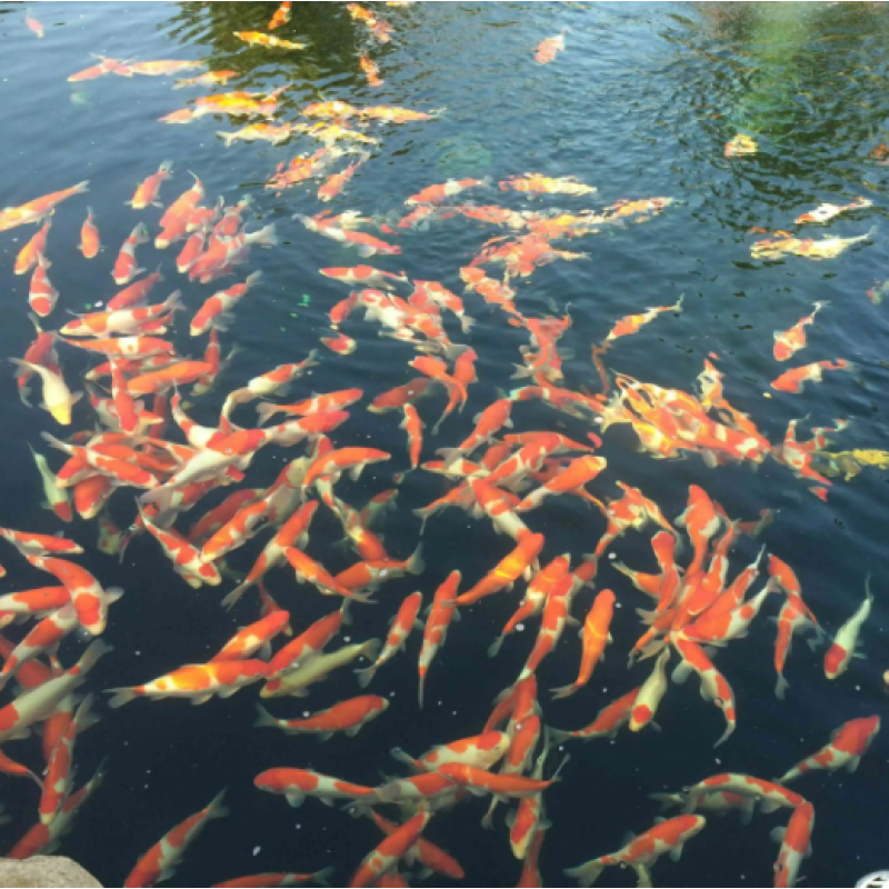 Bacillus Subtilis  Probiotics for Shrimp Reduce AO Nitrite-quick Cleaner in Aquaculture