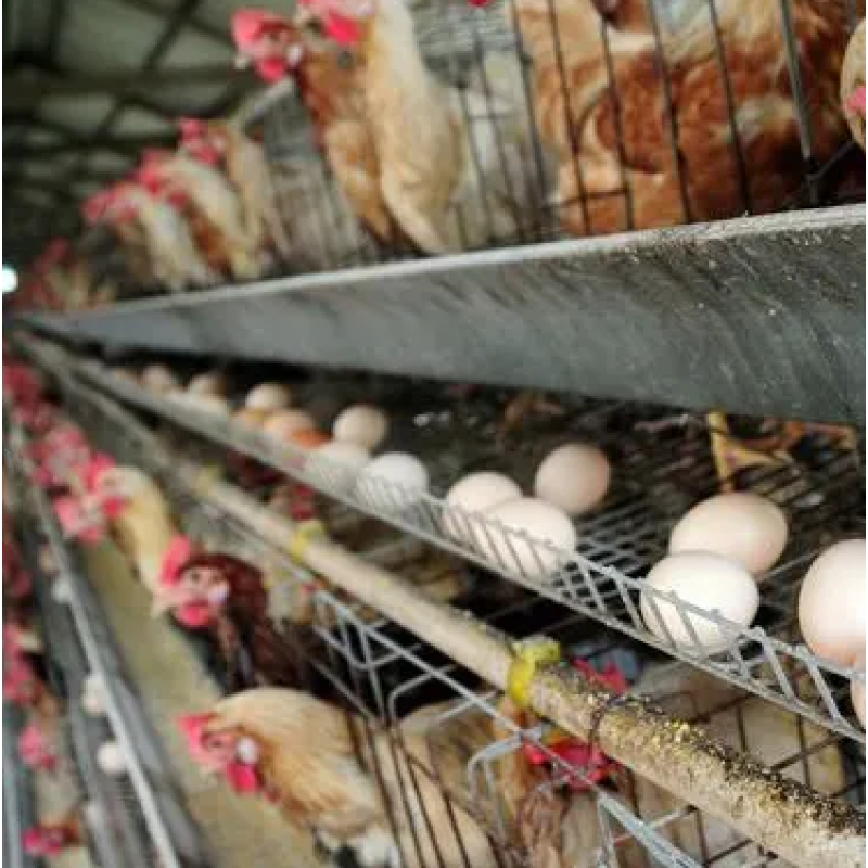 Chicken Feed  Poultry  Improve Egg Production Extend Egg Laying Period