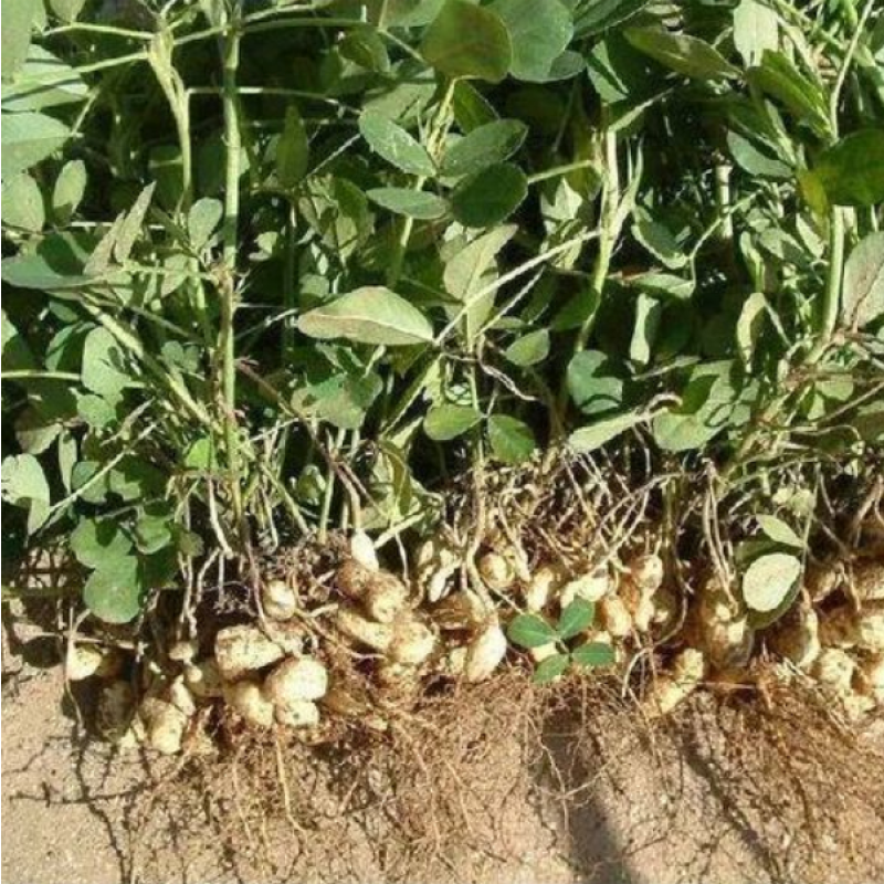 Nitrogen-fixing Bacteria Azotobacter Brown Biological  Fertilizer