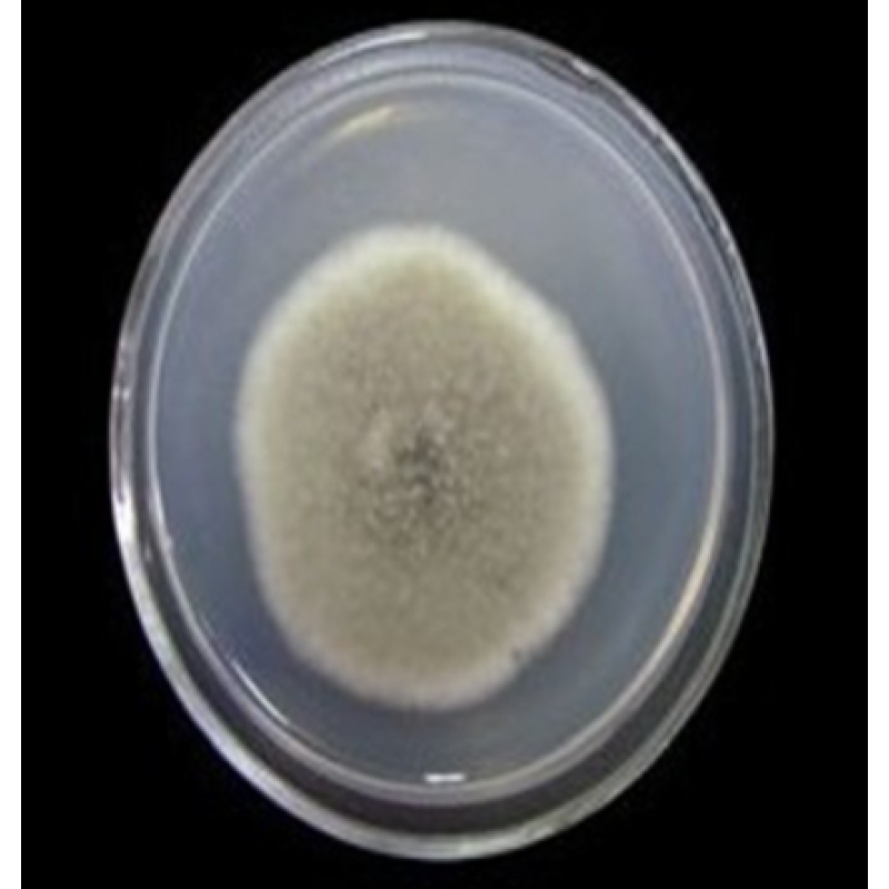 Nitrogen-fixing Bacteria Azotobacter Brown Biological  Fertilizer