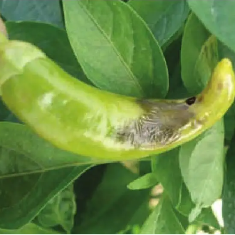 Bacillus Amyloliquefaciens  Biological Fertilizer